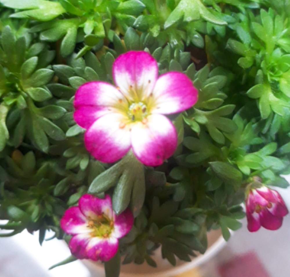 クモマグサとオスペオステルマム Greensnap グリーンスナップ