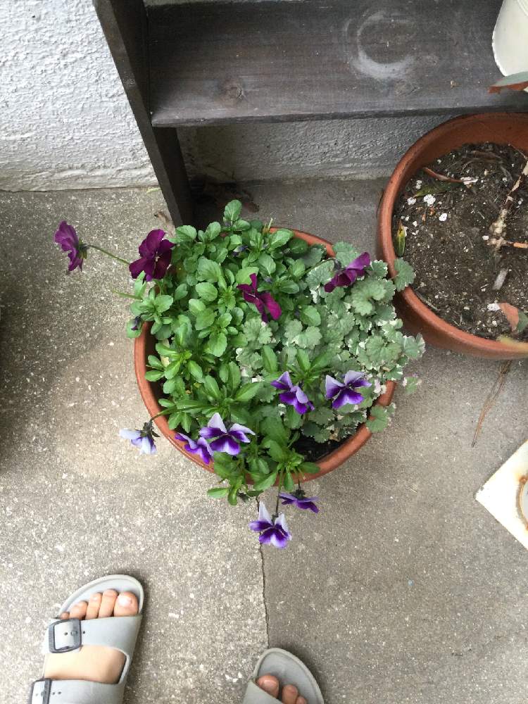 パンジー ビオラの投稿画像 By Fn Lastnameさん 21月1月11日 Greensnap グリーンスナップ