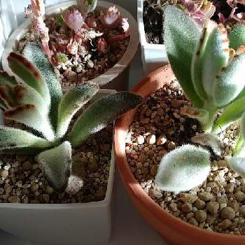 寒さ対策の投稿画像一覧 Greensnap グリーンスナップ