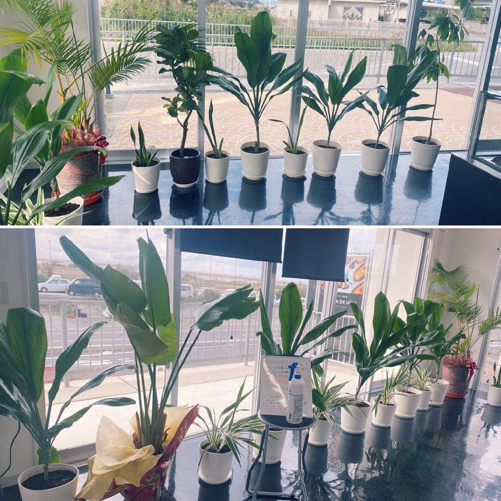 パキラの投稿画像 By Takaichi Okinawaさん キキョウランとティーリーフとサンセベリアと観葉植物と癒しと沖縄と店舗ディスプレイ 21月1月11日 Greensnap グリーンスナップ