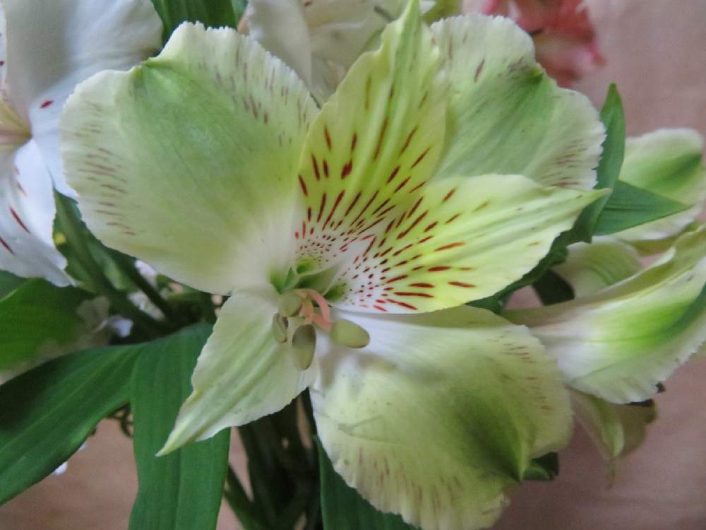 アルストロメリアの投稿画像 By さいたまつぼみさん 緑の花と埼玉県と埼玉万歳と花いっぱいプロジェクト 21月1月11日 Greensnap グリーンスナップ