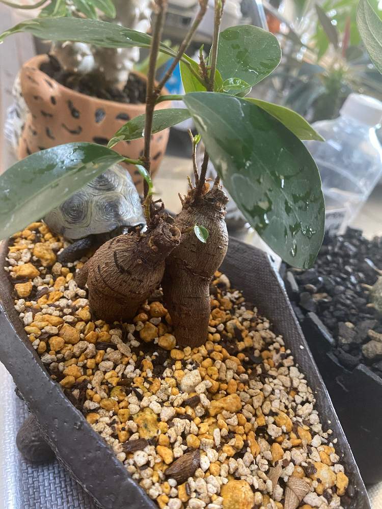 ガジュマルの投稿画像 By マルコさん ガジュマル夫婦 21月1月11日 Greensnap グリーンスナップ