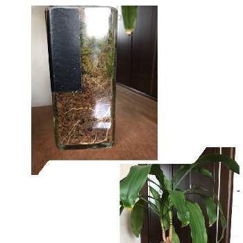 マッサン 幸福の木 の投稿画像一覧 Greensnap グリーンスナップ