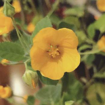 イリマの投稿画像一覧 Greensnap グリーンスナップ