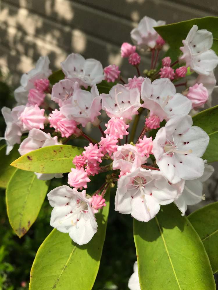 カルミアの投稿画像 By Sekifukuさん 21月1月12日 Greensnap グリーンスナップ