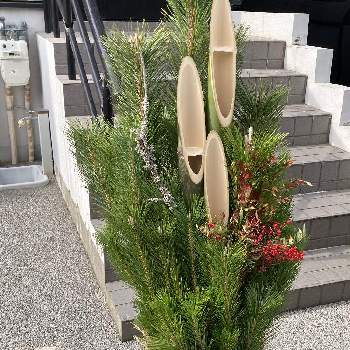 門松の芯柱竹 切り方にバラエティー 松ではなく 梅の枝にそのまんま地衣類のウメノキゴケの投稿画像一覧 Greensnap グリーンスナップ