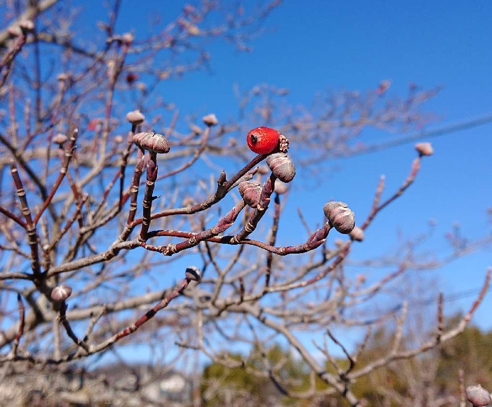 ハナミズキの花芽の投稿画像 By めいめいさん 公園 21月1月12日 Greensnap グリーンスナップ