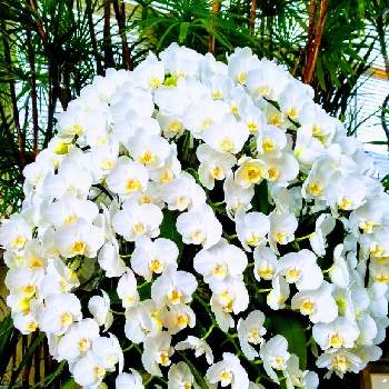 日本の美の画像 by まみさん | お出かけ先とコチョウランとスマホ撮影と今日のお花と日本の美と白い花と❀白の幻想❀