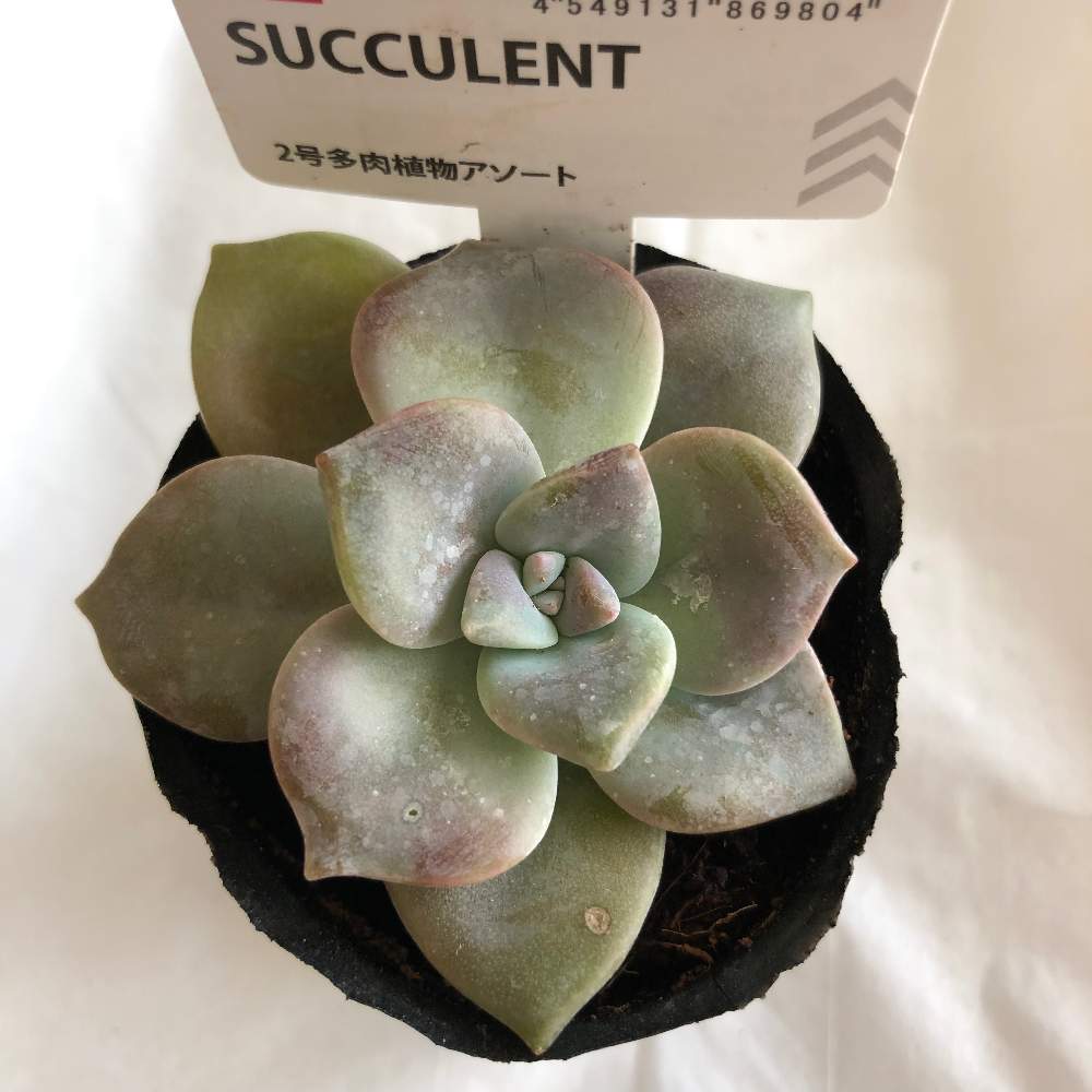 多肉植物の投稿画像 By さぁちゃんさん ダイソーと嬉しいと癒しと可愛い 21月1月12日 Greensnap グリーンスナップ