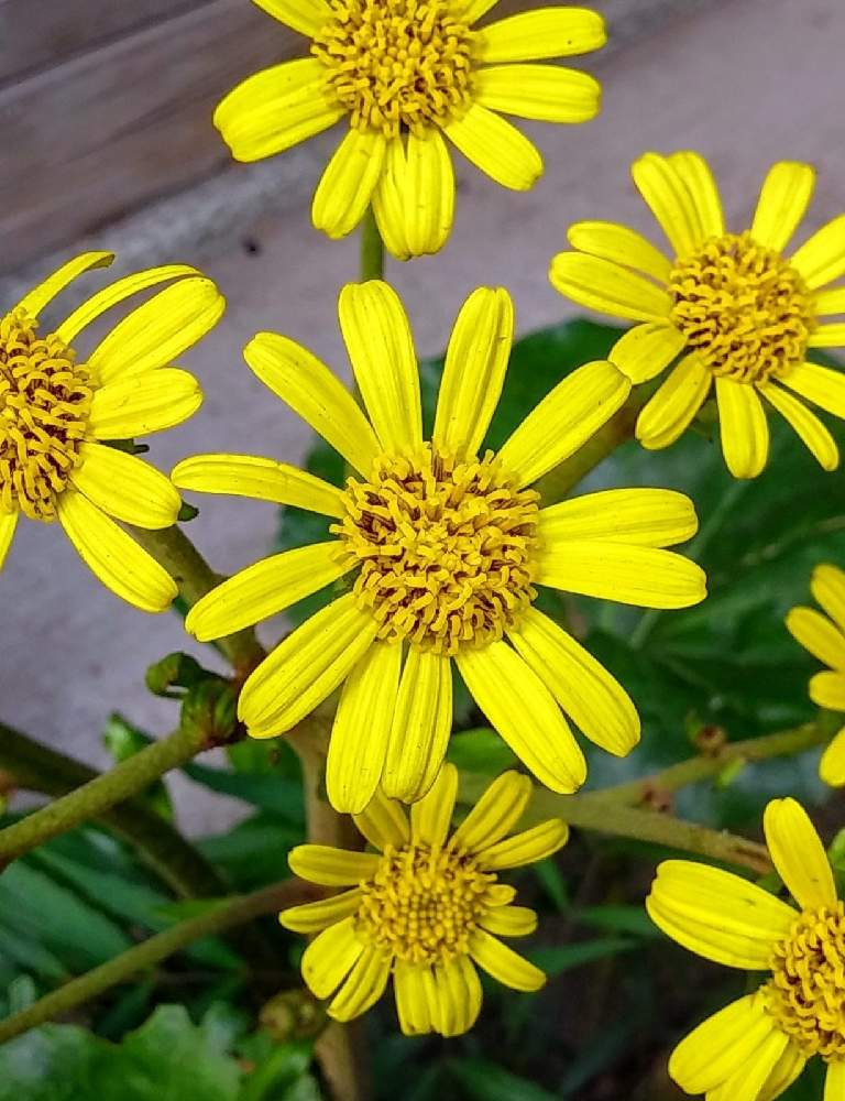ツワブキのお花の投稿画像 By みいちゃんさん つわぶきの花とツワブキのお花とつわぶきの花 21月1月12日 Greensnap グリーンスナップ Greensnap グリーンスナップ ツワブキのお花の投稿画像 By みいちゃんさん つわぶきの花とツワブキのお花とつわぶきの花 21月1月12日 Greensnap グリーンスナップ Greensnap グリーンスナップ