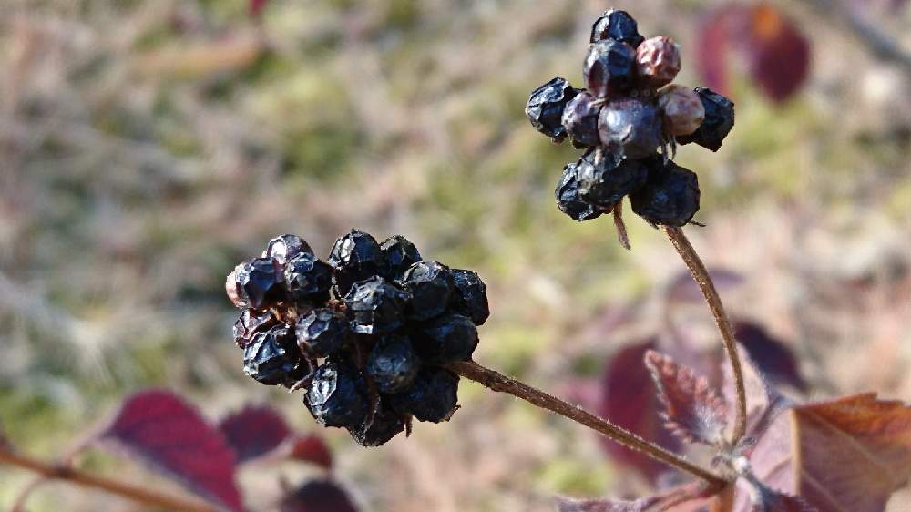 ランタナの実の投稿画像 By Tokoさん キュンキュン乙女倶楽部と出会いに感謝 と実 種と大事に育てたいと花のある暮らしとうどん県人会と植物に癒されて 21月1月12日 Greensnap グリーンスナップ