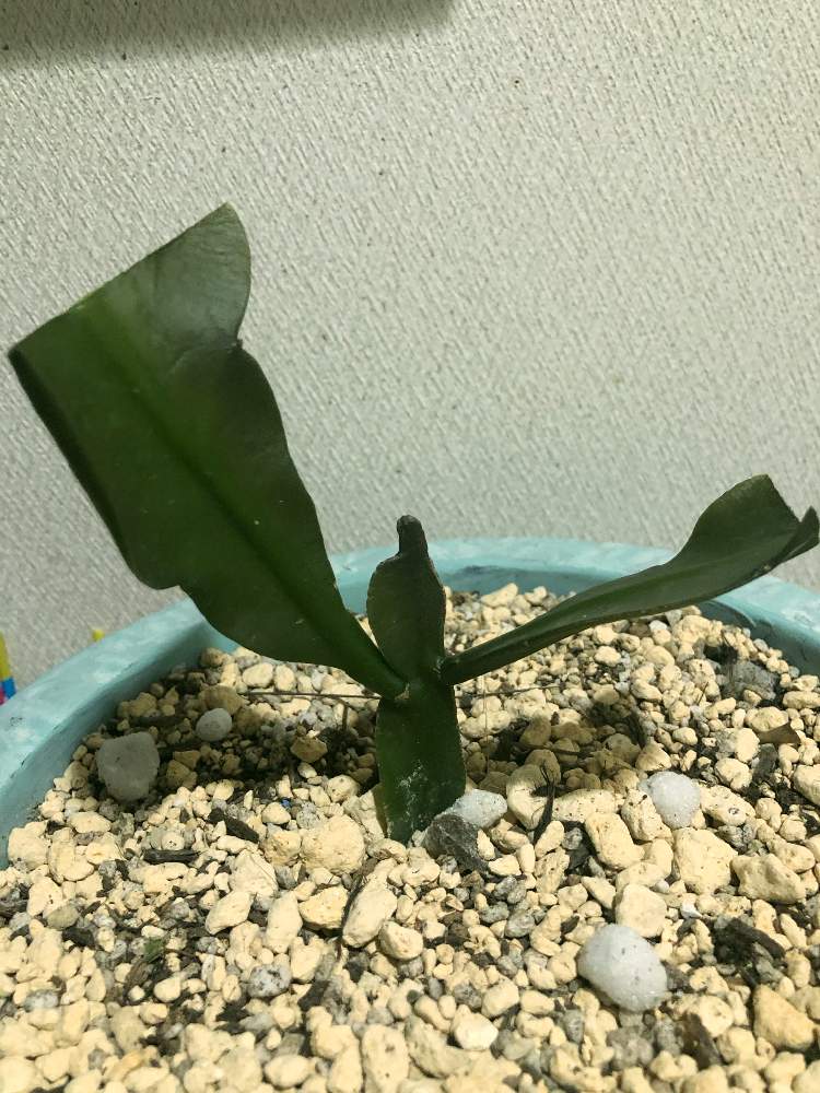 月下美人の投稿画像 By ぴー子さん 多肉植物初心者と多肉植物とgsでお買い物と冬越し成功と冬越し中と株分けとおうちde菜園と紅葉する多肉とビニールハウスと多肉植物寄せ植えとおうち園芸と 挿木と多肉植物とサボテンと盆栽と葉挿しとリメイク鉢 21月1月12日