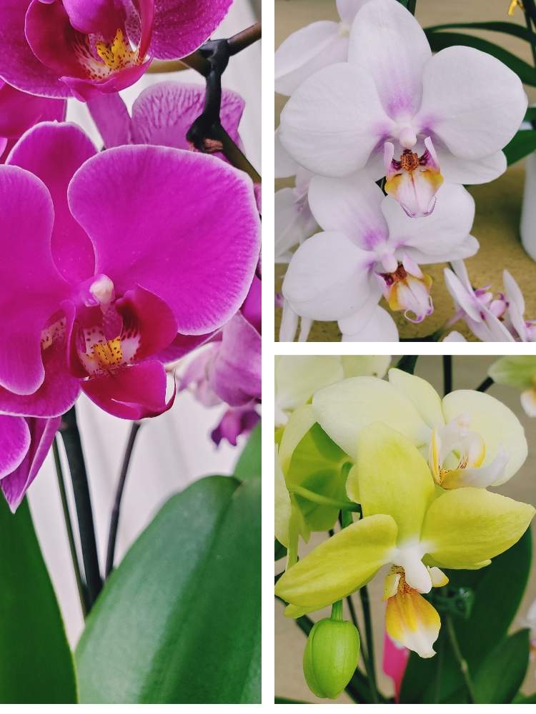 コチョウランの投稿画像 By かっしーははさん グリーンインテリアと胡蝶蘭 とおうち園芸とお部屋に飾るとらん 21月1月12日 Greensnap グリーンスナップ