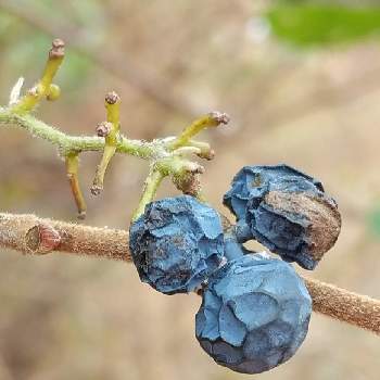 青い実の投稿画像一覧 Greensnap グリーンスナップ