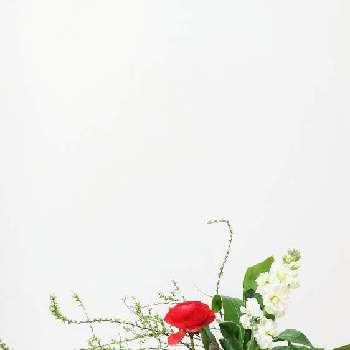 ドラセナの水挿しの画像 by T*yukiさん | 部屋とドラセナとラナンキュラスとホワイトレースフラワーとストックと初めての枝ものと枝ものと切り花を楽しむとラナンキュラス♪と素敵なラナンキュラスと花と枝ものとガラスの花瓶とドラセナの水挿しと上品な美しさ♡と切り花