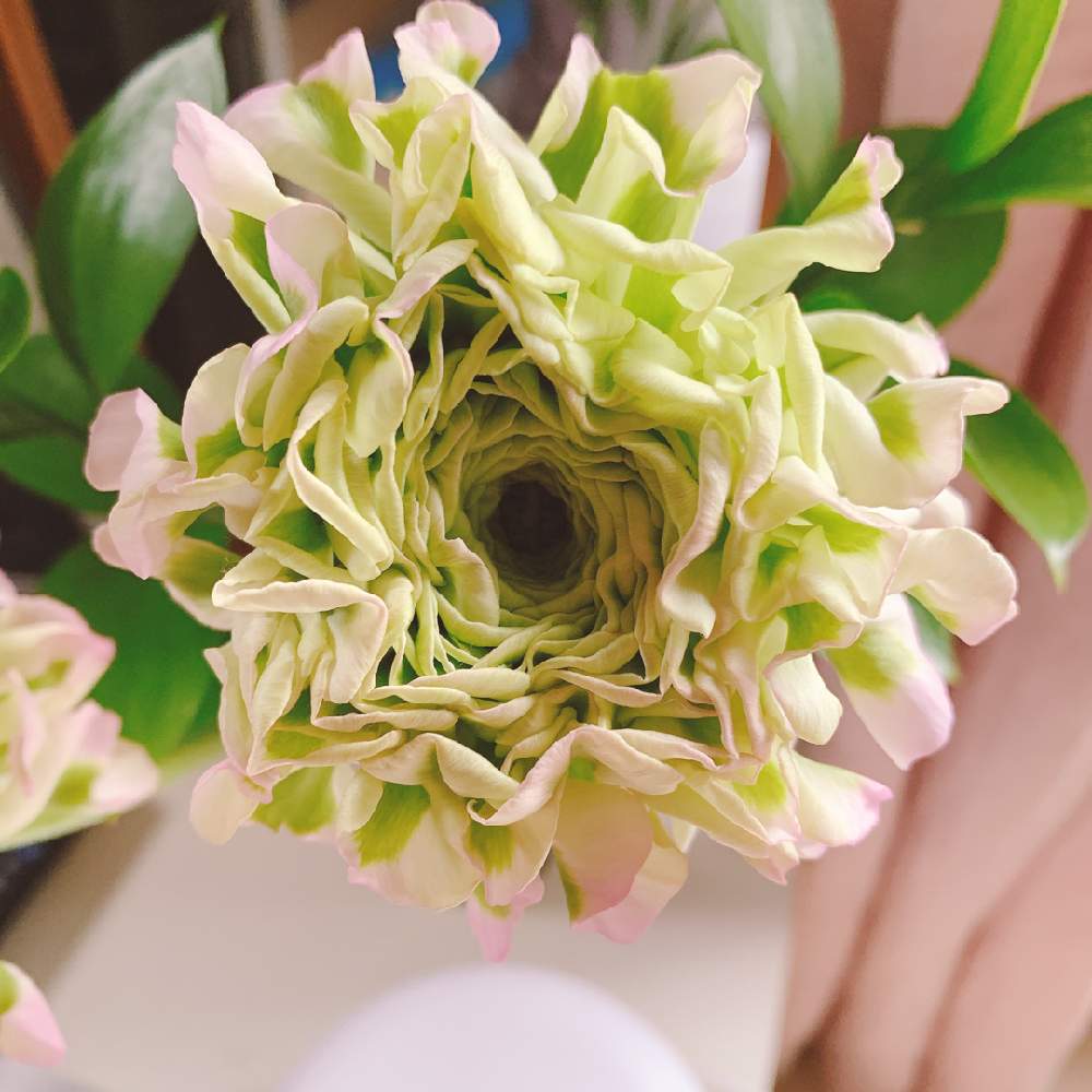 ラナンキュラス ポンポンオーロラの投稿画像 By Yoshimiiさん 21月1月12日 Greensnap グリーンスナップ