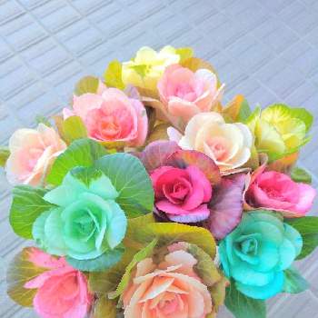 この色大好き❤の画像 by あちゃこさん | 玄関と葉牡丹とこの色大好き❤と産直の花と愛らしい姿と綺麗な色♡と綺麗な葉と切り花