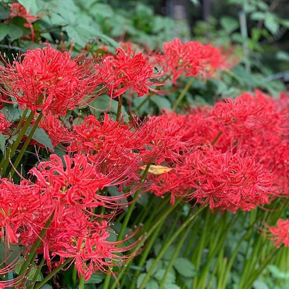 彼岸花 ひがんばなの投稿画像 By Cabinotierさん 園芸とガーデンと水やりとフラワーとおうち園芸とサスティーとsusteeと植物用水分計サスティーとガーデニングと花のある暮らしとチェッカーと水分計と園芸とガーデンと水やりとフラワーとおうち園芸とサスティーとsustee