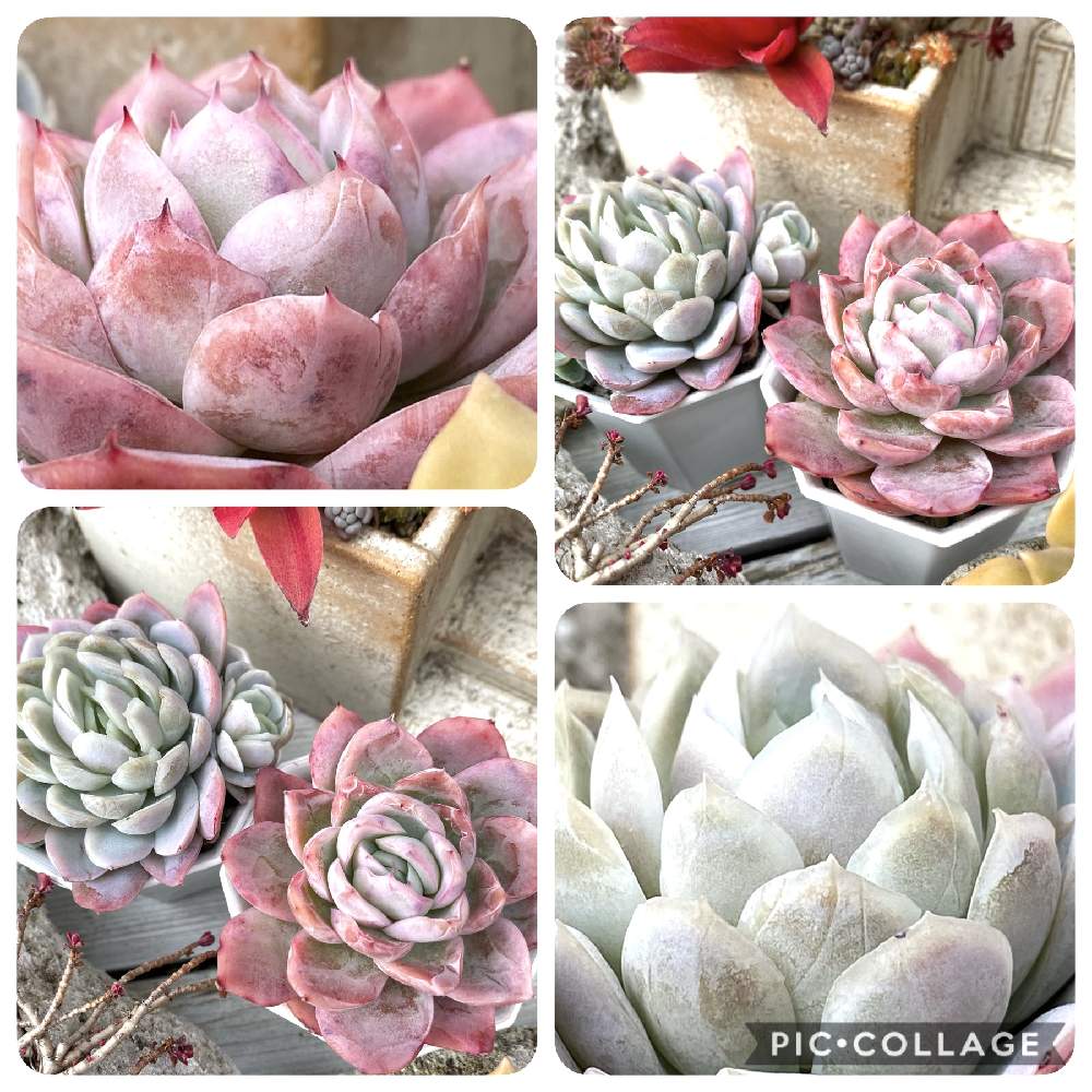 ラズベリーアイスの投稿画像 By りーさん 多肉大好きと多肉女子とおうち園芸と多肉大好きと多肉女子とおうち園芸 21月1月12日 Greensnap グリーンスナップ Greensnap グリーンスナップ