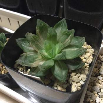 ハオルチア 花火の投稿画像一覧 Greensnap グリーンスナップ