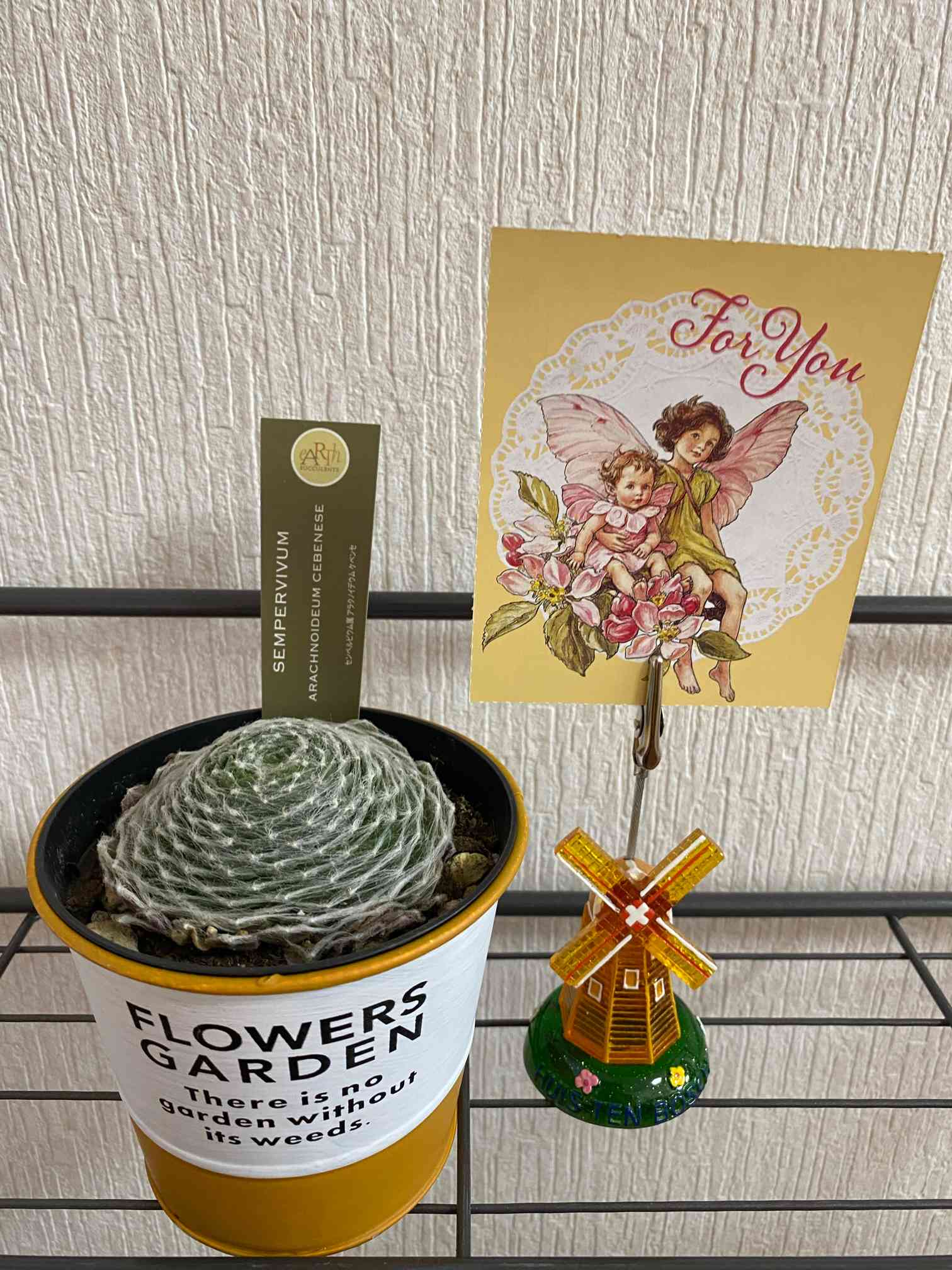 感謝を込めて。センペルビウム15(*´ω`*)Ｓ 🌵Arachnoideum cebenese アラクノイデウム ケベンセ