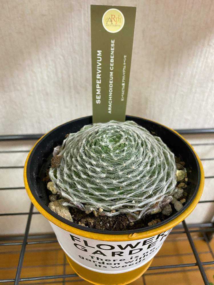 感謝を込めて。センペルビウム15(*´ω`*)Ｓ 🌵Arachnoideum cebenese アラクノイデウム ケベンセ
