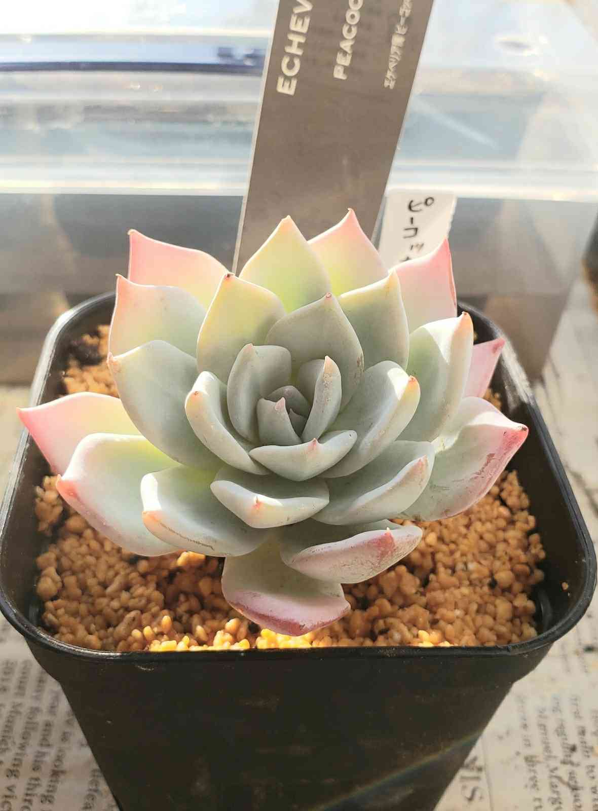 多肉植物 6038_3.jpg