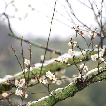 奈良公園 片岡梅林の投稿画像一覧 Greensnap グリーンスナップ