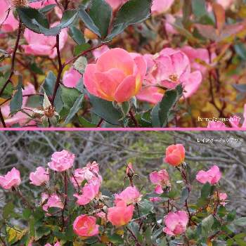 薔薇 レインボーノックアウトの画像 by 花と虫と風と空とさん | 薔薇 レインボーノックアウトと水曜ローズショー