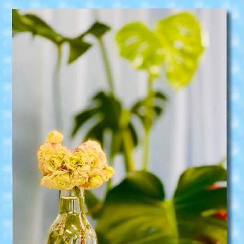 ばら咲きゼラニウムの投稿画像一覧 Greensnap グリーンスナップ