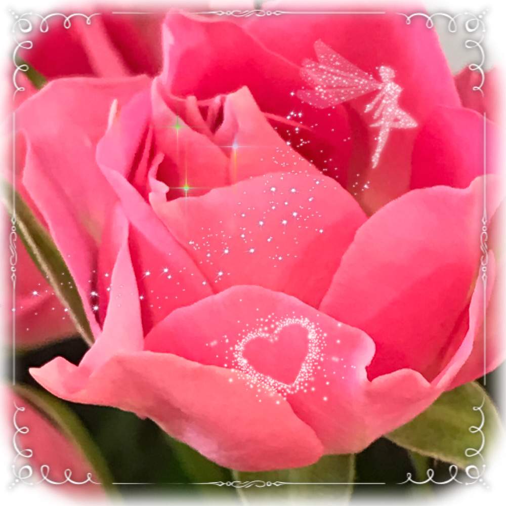 バラの投稿画像 By ちりめんうさぎさん 切り花と可愛いとピンクの花とスーパーの花売り場 21月1月13日 Greensnap グリーンスナップ