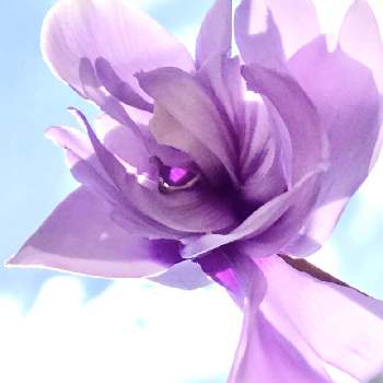 サントリーブルーシクラメンの画像 by 京紫さん | ブルー系とサントリー フラワーズとセレナーディア  ライラックフリルと冬の植物と冬の空と青空と植物❤︎とシクラメン大好きと❥植物❥空模様❥コラボ❥と花と生きるサントリーといやし♪とiPhone撮影と青い花とおうち園芸と八重咲きとサントリーブルーシクラメン