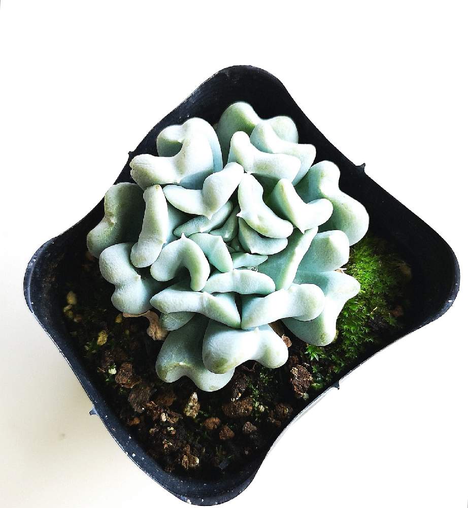 スプレンダーの投稿画像 By Eyeさん Echeveria Splendor と Eye エケベリア属とecheveria Splendor と松坂フラワーセンターとicnと三重県とエケベリア属とスプレンダー と Eye 交配種とスプレンダー と Eye さ行とicn 国際ベンケイソウ科ネットワーク と松フラ