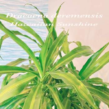 サンシャインの画像 by アィリィさん | 部屋と新葉と観葉植物とハワイアンとドラセナ属とドラセナ ☆とサンシャインとドラセナ　ハワイアンサンシャイン
