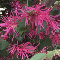 マンサク,ベニバナトキワマンサク,今日のお花,お出かけ先の画像