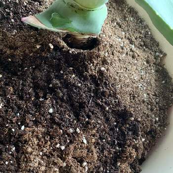 アロエ ベラの育て方 屋外や室内での栽培方法 植え替え時期は Greensnap グリーンスナップ アロエ ベラの育て方 屋外や室内での栽培方法 植え替え時期は Greensnap グリーンスナップ