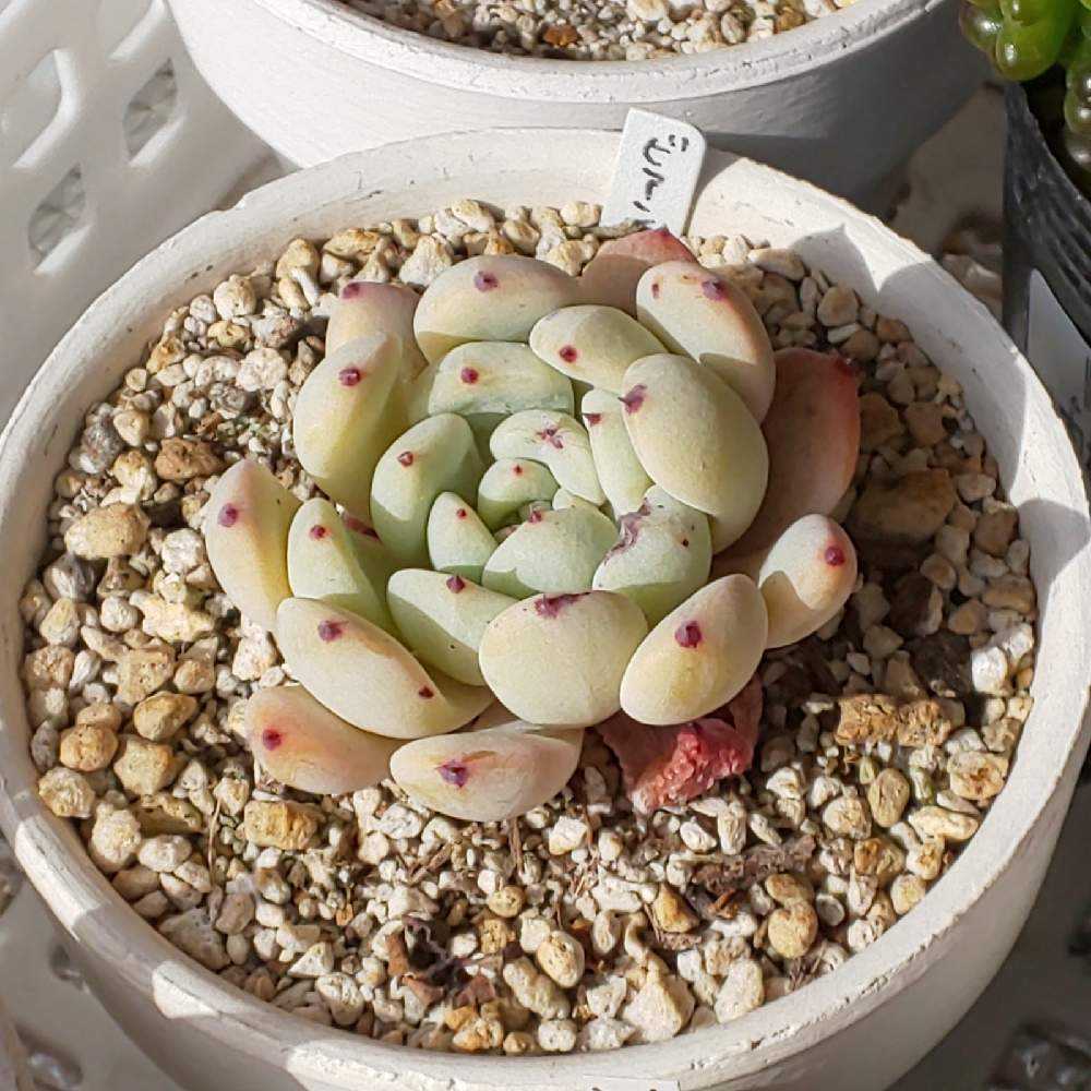 215 ビアンテの生長記録 2022.05.22更新｜🍀GreenSnap（グリーンスナップ）