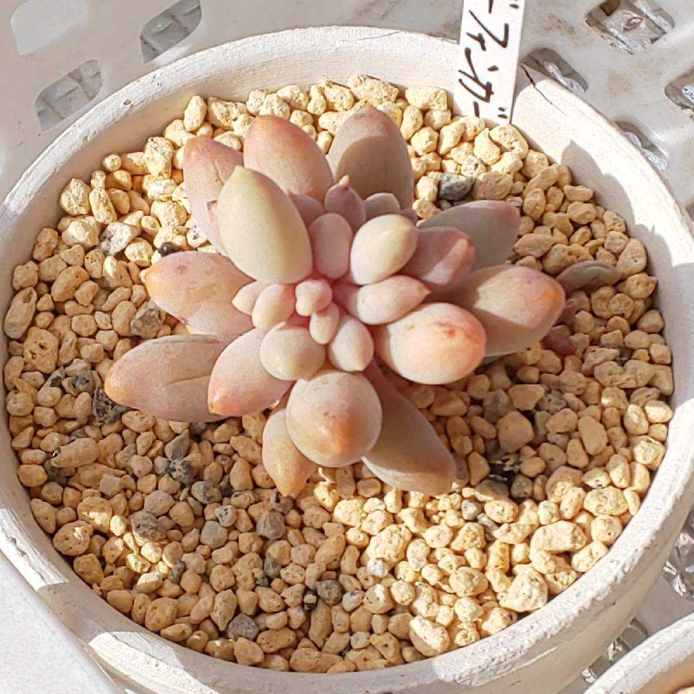 329 ベビーフィンガーの生長記録 2022.05.22更新｜🍀GreenSnap