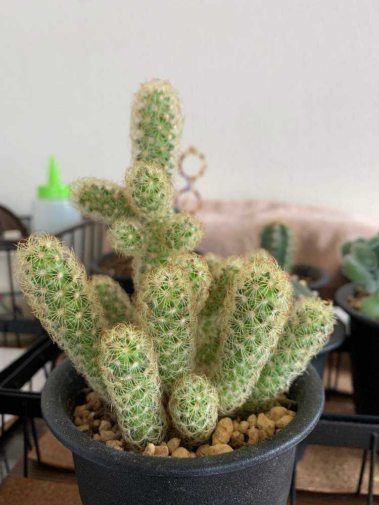 黄金丸(マミラリア)｜🍀GreenSnap（グリーンスナップ）