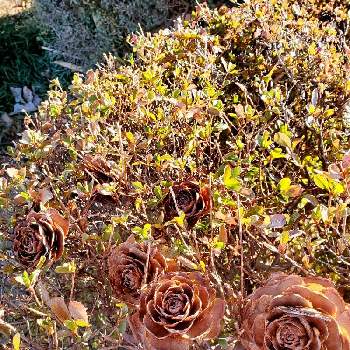 ヒマラヤスギのまつぼっくりの投稿画像一覧 Greensnap グリーンスナップ