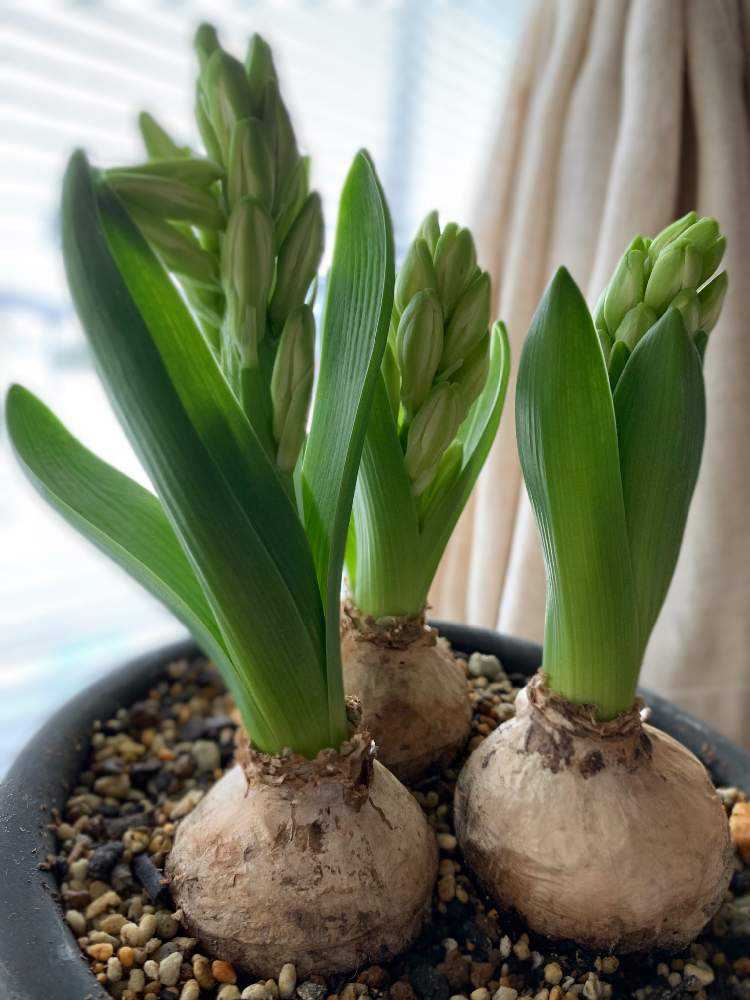 芽だしヒヤシンスの鉢植え栽培｜🍀GreenSnap（グリーンスナップ）