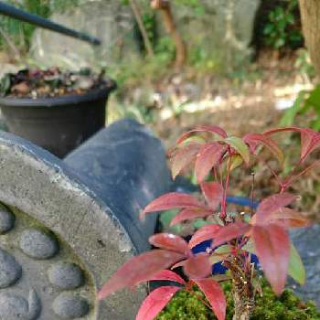 オタフクナンテン♡の画像 by yasuchanさん | 小さな庭と季節を楽しむと植物のある暮らしと苔が好きとオタフクナンテン♡と季節を感じる暮らしと和風の庭と苔(こけ)と花のある暮らしと盆栽風