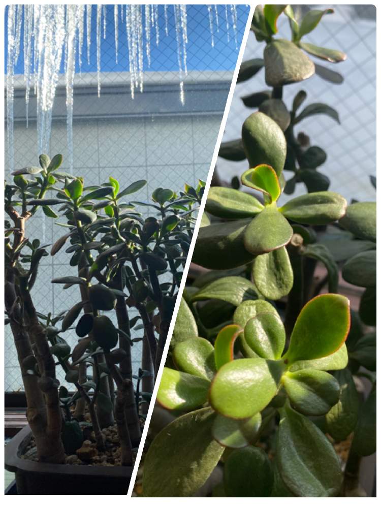 北海道の景色の投稿画像 By Charkunさん 金の成る木 と 宝樹と北海道と金のなる木 花月 21月1月13日 Greensnap グリーンスナップ