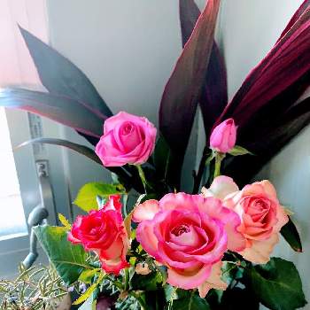 少し濃いピンクのお花〜*の画像 by EMIさん | 窓辺とばら バラ 薔薇と赤いお花とピンクのお花と花のある暮らしと少し濃いピンクのお花〜*と観葉植物とドラセナ属と　ローズマリー