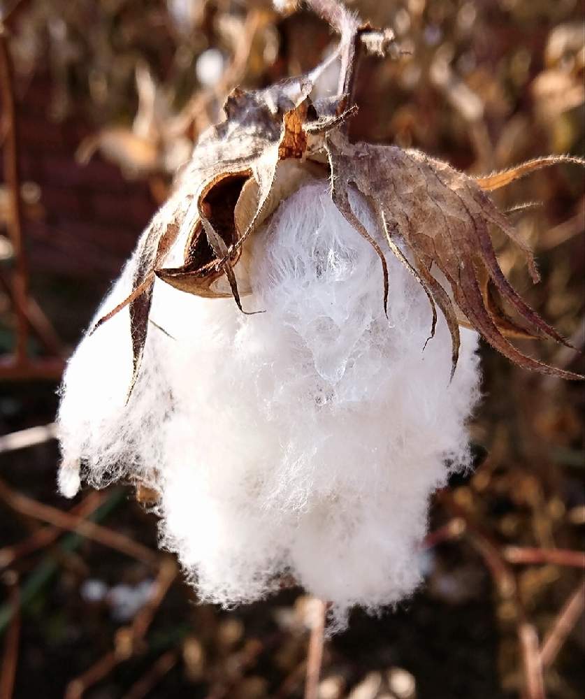 ワタの投稿画像 By 醜男さん 綿花と綿 ワタ と棉 ワタ とスマホ撮影とコットンボールと野草と山野草と雑草とスマホ撮影とコットンボールと野草と山野草と雑草 21月1月13日 Greensnap グリーンスナップ Greensnap グリーンスナップ ワタの投稿画像 By 醜男さん 綿花と綿 ワタ と棉 ワタ とスマホ撮影とコットンボールと野草と山野草と雑草とスマホ撮影とコットンボールと野草と山野草と雑草 21月1月13日 Greensnap グリーンスナップ Greensnap グリーンスナップ
