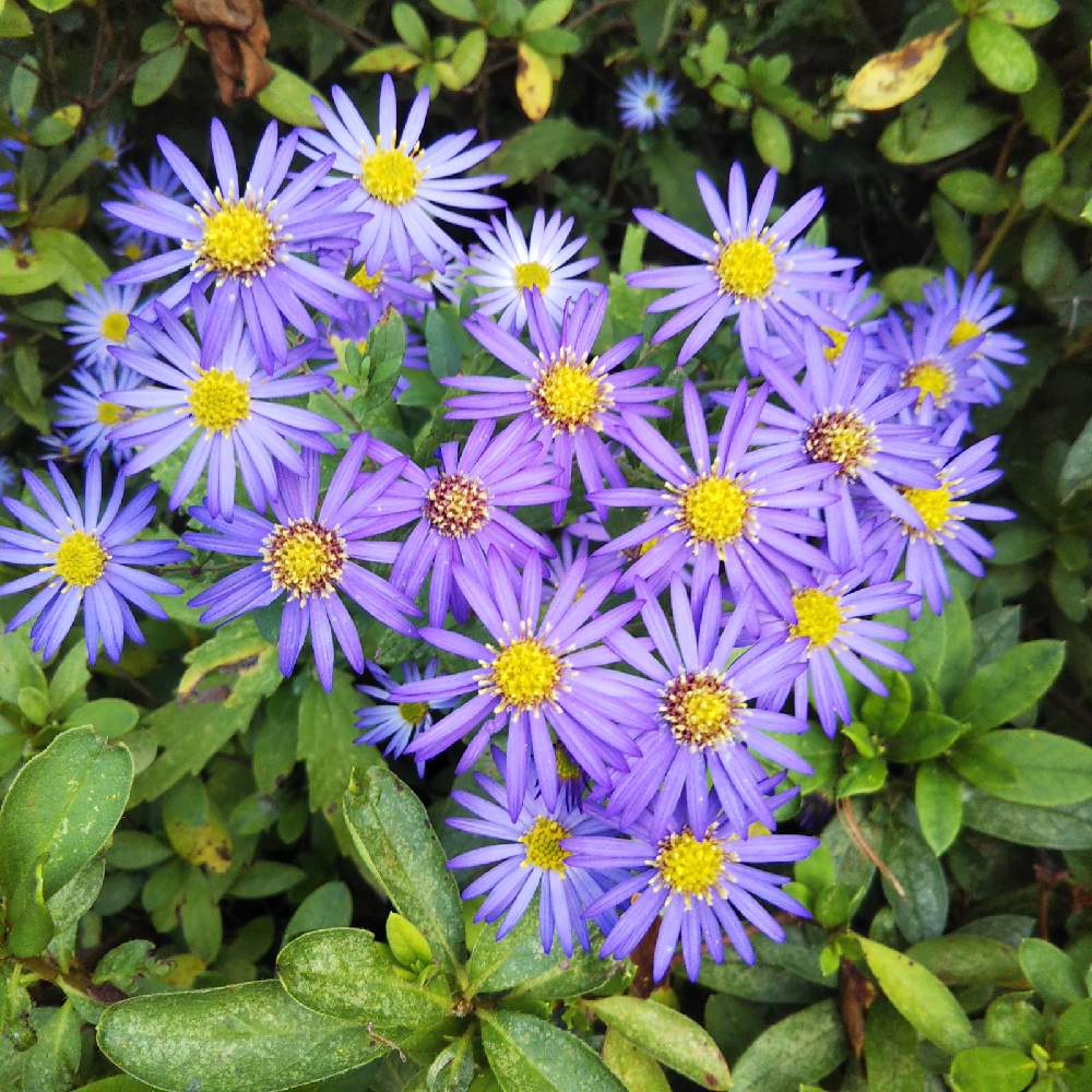 シオンの投稿画像 By 豆蔵さん 畑 21月1月13日 Greensnap グリーンスナップ Greensnap グリーンスナップ