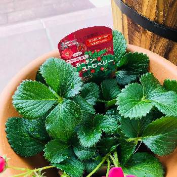 イチゴ苗の投稿画像一覧 Greensnap グリーンスナップ