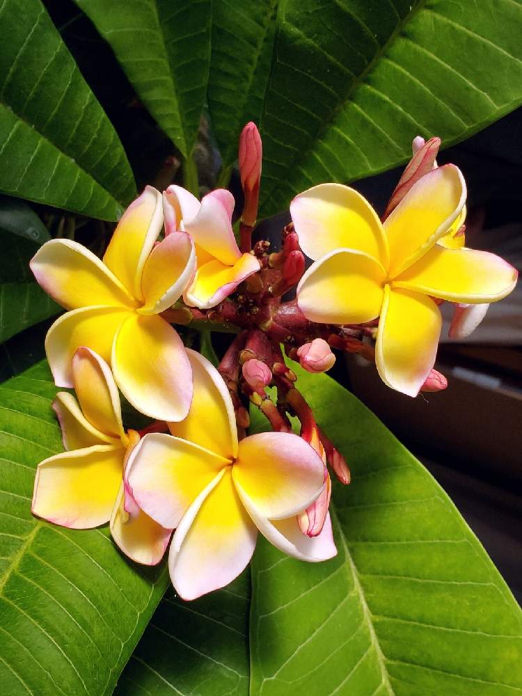 プルメリアの投稿画像 By 雅 さん プルメリア カルフォルニアサンセットとプルメリア ペナンピーチとplumeriaとプルメリア とトロピカルと花自慢と植中毒と香る花とジャングルジャックといい香りと花のある暮らしと良い香りと咲いた とプルメリア カリフォルニア