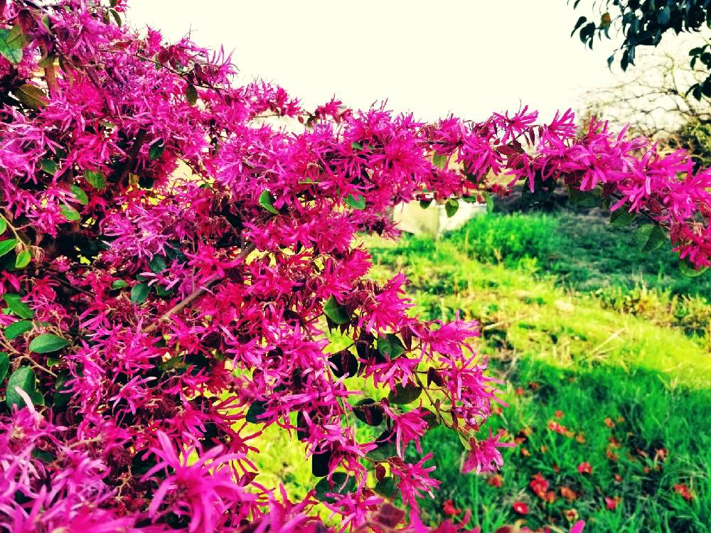 マンサクの投稿画像 By シロネコさん ベニバナトキワマンサクと花のある暮らしと今日のお花と花のある風景 21月1月13日 Greensnap グリーンスナップ