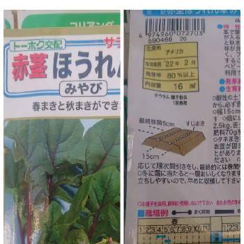 赤茎ほうれん草の投稿画像一覧 Greensnap グリーンスナップ